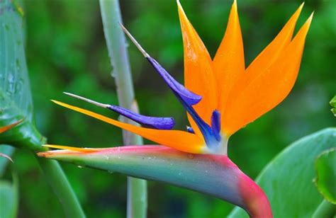 天堂鳥 花語|天堂鳥花怎麼養？天堂鳥花種類、花語、繁殖&風水 –